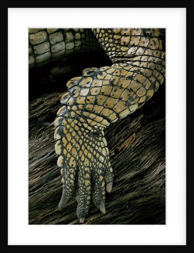 Gavialis gangeticus (gharial) - hindleg by Anonymous