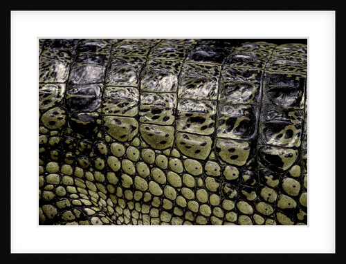 Gavialis gangeticus (gharial) - scales by Anonymous
