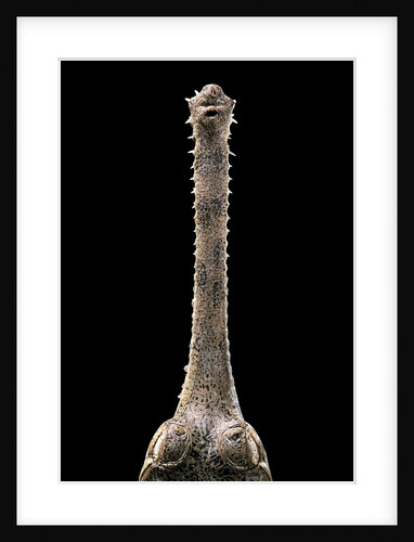 Gavialis gangeticus (gharial) - snout by Anonymous