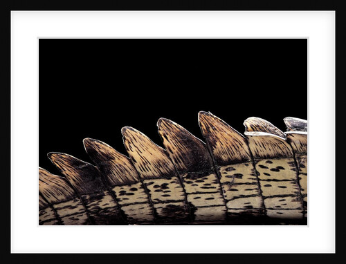 Gavialis gangeticus (gharial) - tail by Anonymous