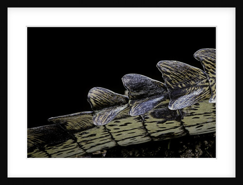 Gavialis gangeticus (gharial) - tail by Anonymous