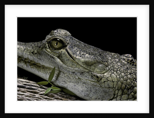 Gavialis gangeticus (gharial) by Anonymous