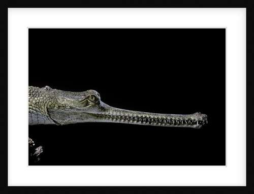 Gavialis gangeticus (gharial) by Anonymous