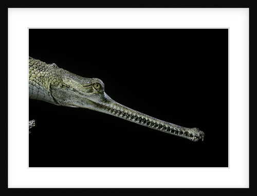 Gavialis gangeticus (gharial) by Anonymous