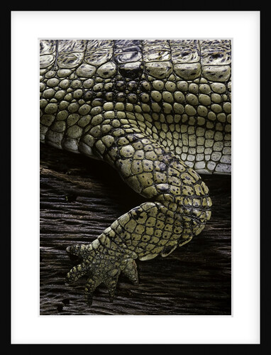 Gavialis gangeticus (gharial) - foreleg by Anonymous