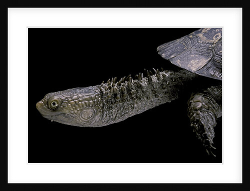 Acanthochelys spixii (black spine-necked swamp turtle) by Anonymous