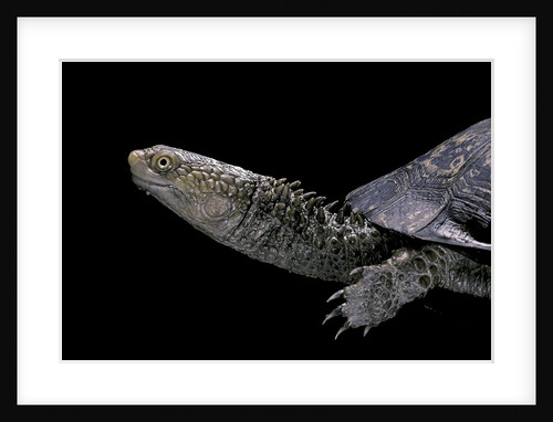Acanthochelys spixii (black spine-necked swamp turtle) by Anonymous