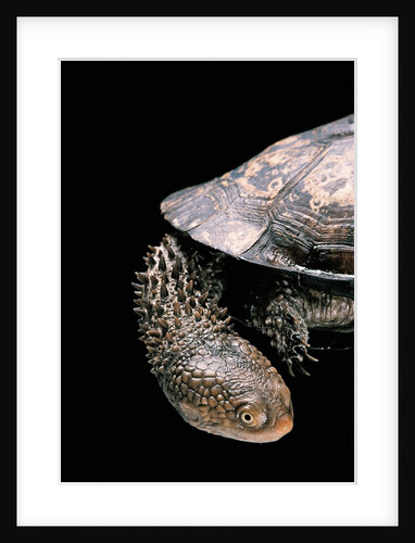 Acanthochelys spixii (black spine-necked swamp turtle) by Anonymous