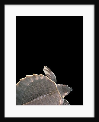 Carettochelys insculpta (pig-nosed turtle) by Anonymous