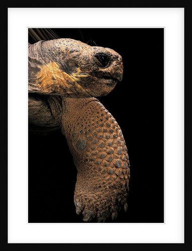 Chelonoidis nigra (Charles Island giant tortoise) by Anonymous