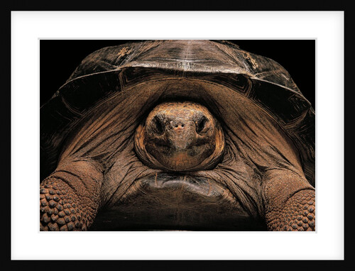 Chelonoidis nigra (Charles Island giant tortoise) by Anonymous