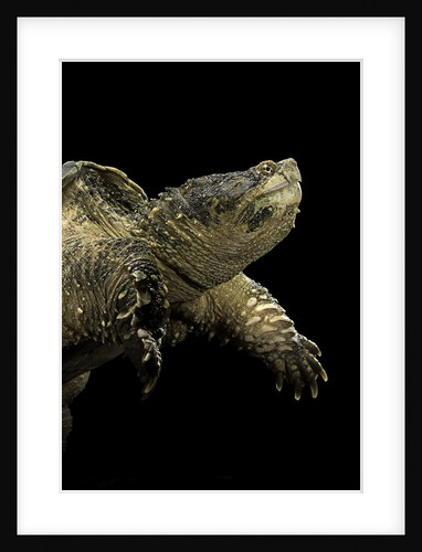 Chelydra serpentina (common snapping turtle) by Anonymous