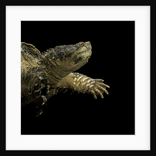 Chelydra serpentina (common snapping turtle) by Anonymous