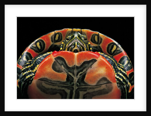 Chrysemys picta bellii (painted turtle) by Anonymous