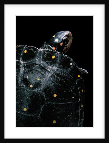 Clemmys guttata (spotted turtle) by Anonymous