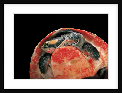 Emydura subglobosa (diamond-head turtle) by Anonymous