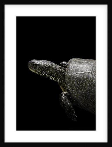 Emys orbicularis (european pond turtle) by Anonymous