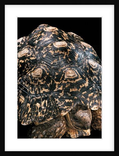 Geochelone pardalis (leopard tortoise) by Anonymous