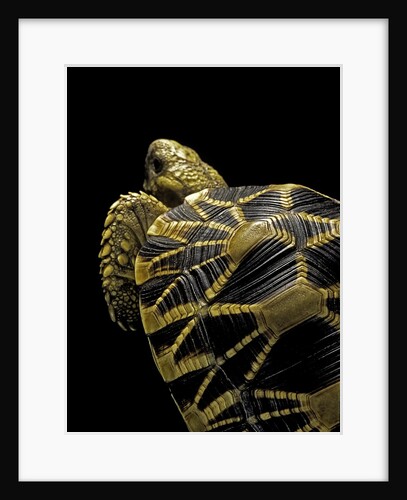 Geochelone platynota (burmese star tortoise) by Anonymous