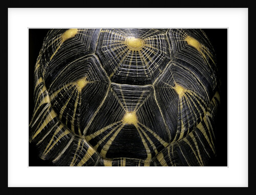 Geochelone radiata (radiated tortoise) by Anonymous