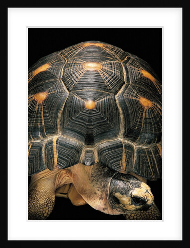 Geochelone radiata (radiated tortoise) by Anonymous