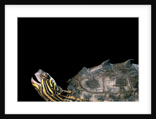 Graptemys nigrinoda (black-knobbed map turtle) by Anonymous