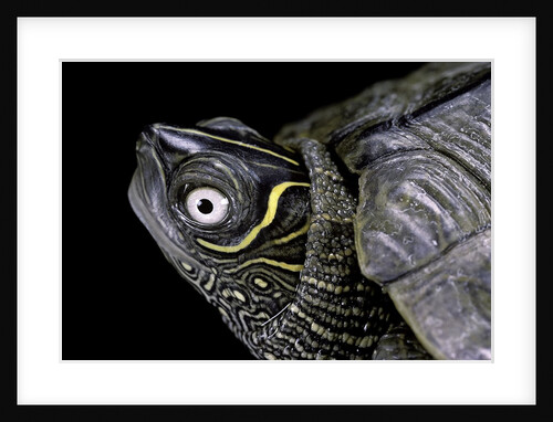 Graptemys pseudogeographica (false map turtle) by Anonymous