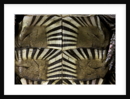 Heosemys spinosa (spiny turtle) by Anonymous