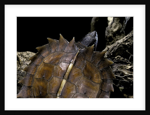Heosemys spinosa (spiny turtle) by Anonymous