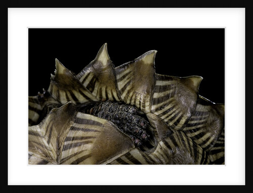 Heosemys spinosa (spiny turtle) by Anonymous