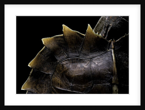 Heosemys spinosa (spiny turtle) by Anonymous