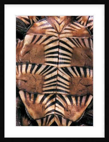 Heosemys spinosa (spiny turtle) by Anonymous