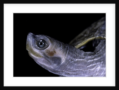 Kachuga smithii (brown roofed turtle) by Anonymous