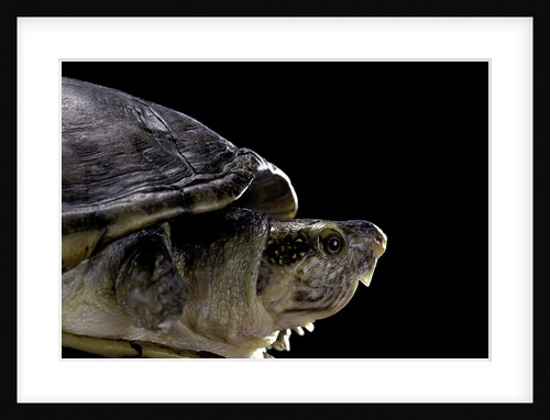 Kinosternon leucostomum (white-lipped mud turtle) by Anonymous