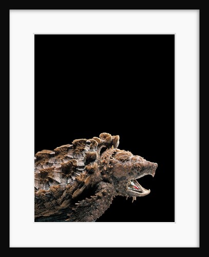 Macroclemys temminckii (alligator snapping turtle) by Anonymous