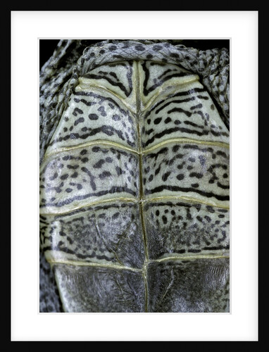 Malaclemys terrapin centrata (diamondback terrapin) by Anonymous