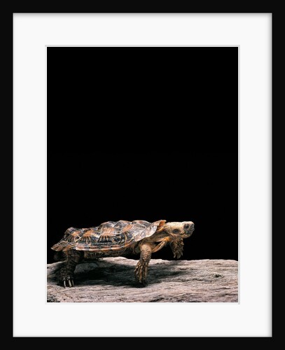 Malacochersus tornieri (pancake tortoise) by Anonymous