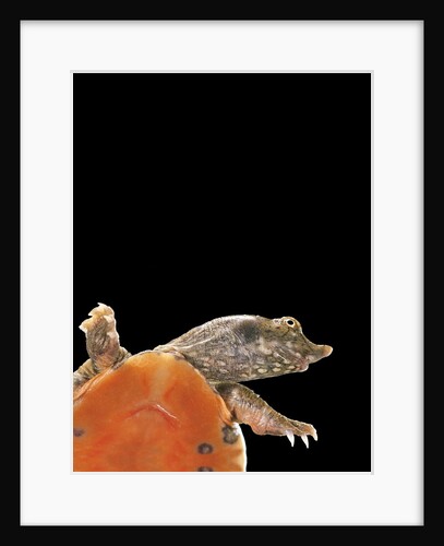 Pelodiscus sinensis (chinese soft-shelled turtle) by Anonymous