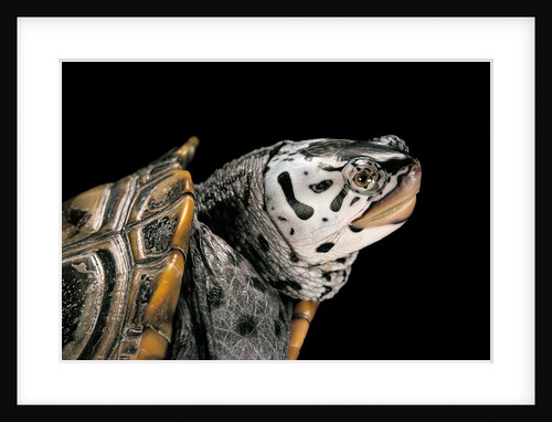 Malaclemys terrapin centrata (diamondback terrapin) by Anonymous
