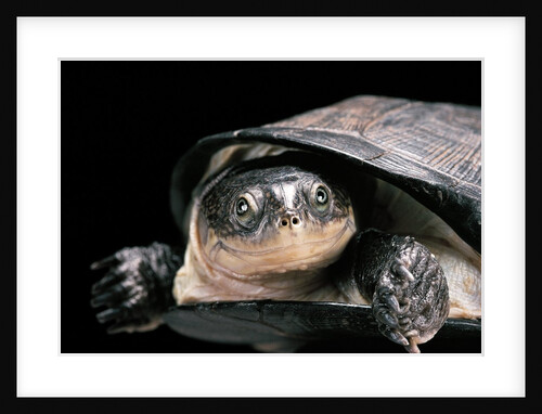 Pelusios rhodesianus (variable mud turtle) by Anonymous