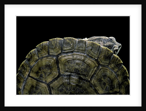 Phrynops williamsi (William's toadhead turtle) by Anonymous
