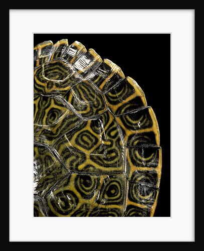 Pseudemys gorzugi (Western river cooter) by Anonymous