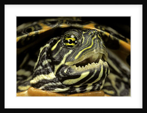 Pseudemys gorzugi (Western river cooter) by Anonymous