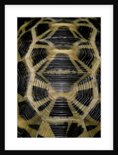 Pyxis arachnoides (Madagascan spider tortoise) by Anonymous