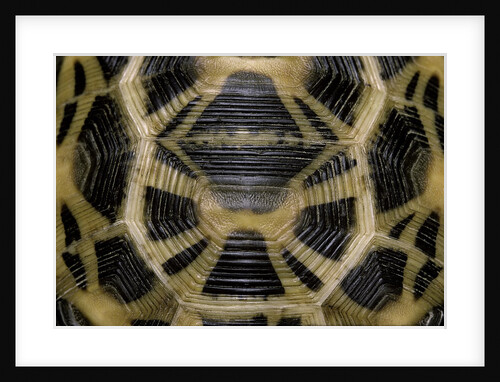 Pyxis arachnoides (Madagascan spider tortoise) by Anonymous