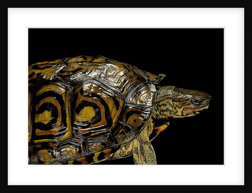Rhinoclemmys pulcherrima manni (painted wood turtle) by Anonymous
