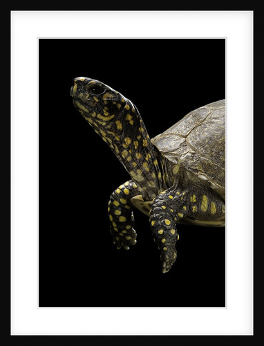 Terrapene carolina (Florida box turtle) by Anonymous