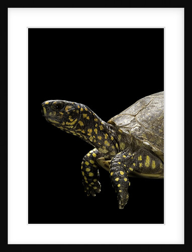 Terrapene carolina (Florida box turtle) by Anonymous