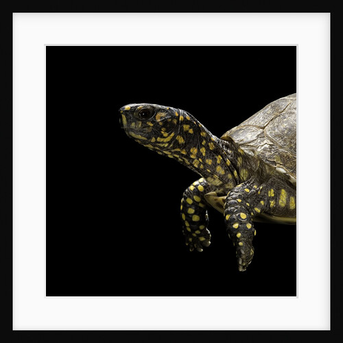 Terrapene carolina (Florida box turtle) by Anonymous