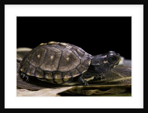 Terrapene carolina carolina (Florida box turtle) by Anonymous